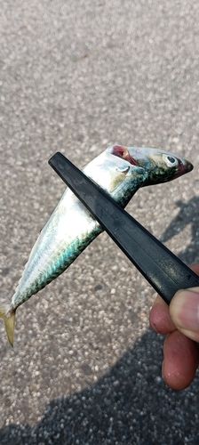 マサバの釣果