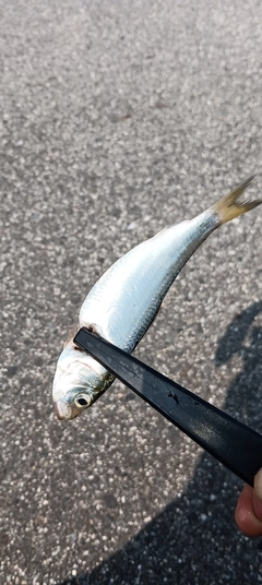 サッパの釣果