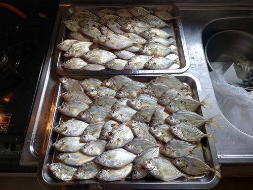 ヒイラギの釣果