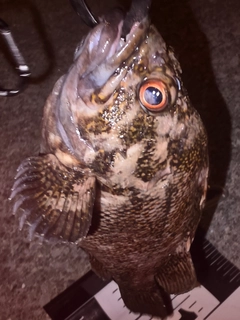 オウゴンムラソイの釣果
