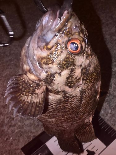 オウゴンムラソイの釣果