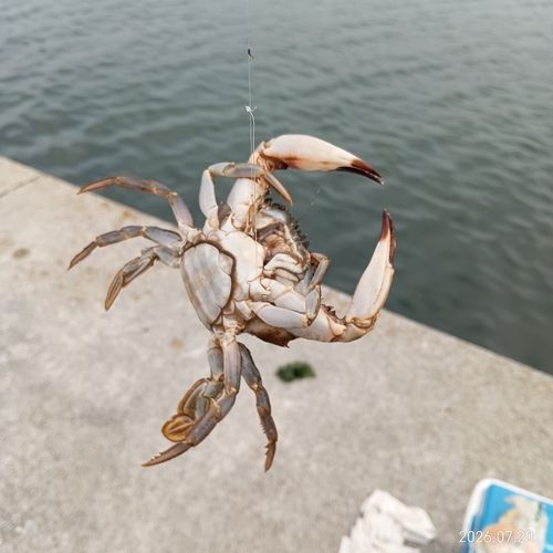 キスの釣果