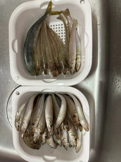 キスの釣果