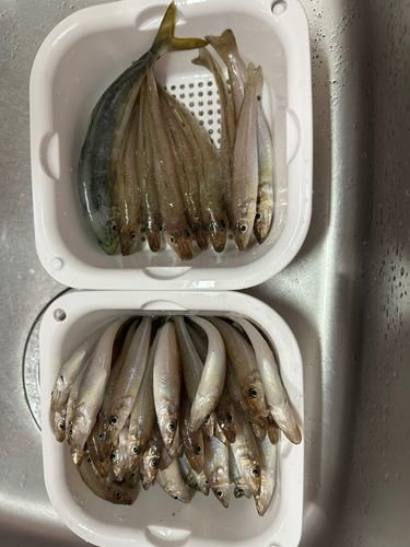 キスの釣果