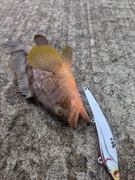 キジハタの釣果