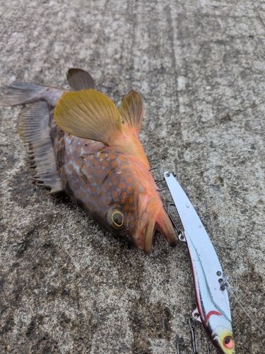 キジハタの釣果