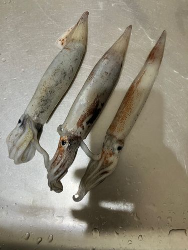 スルメイカの釣果