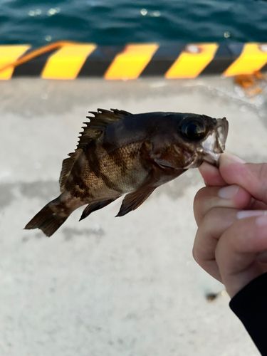 メバルの釣果
