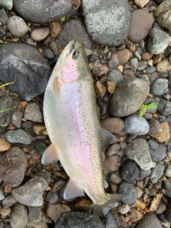 ニジマスの釣果