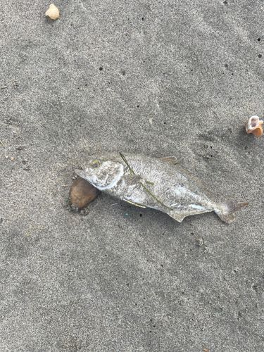 ショゴの釣果