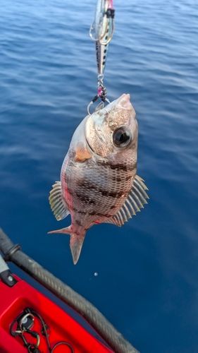 フエフキダイの釣果