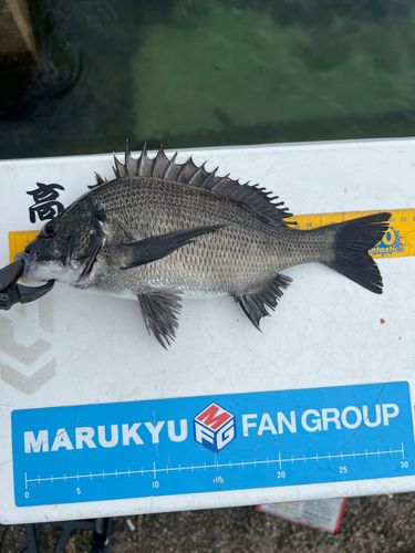 クロダイの釣果