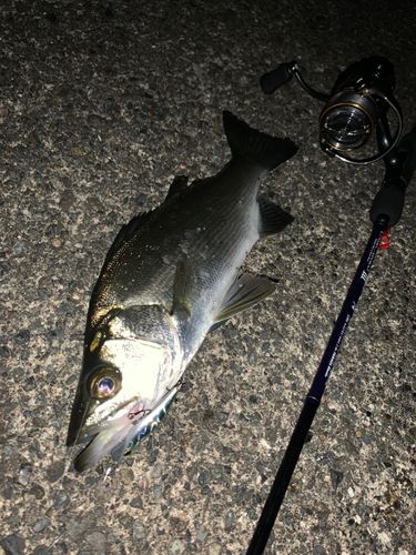 フッコ（ヒラスズキ）の釣果
