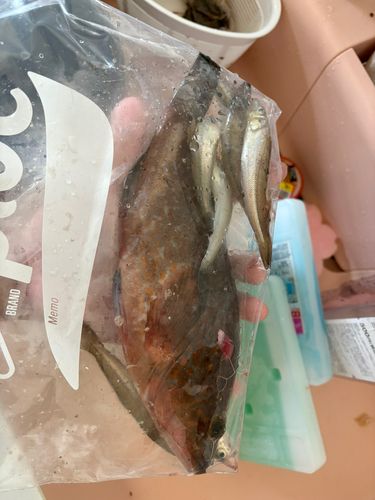 キスの釣果