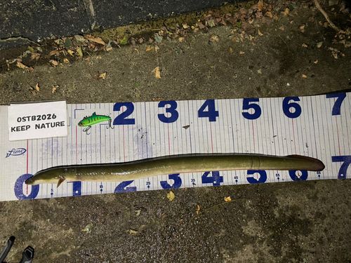 ウナギの釣果