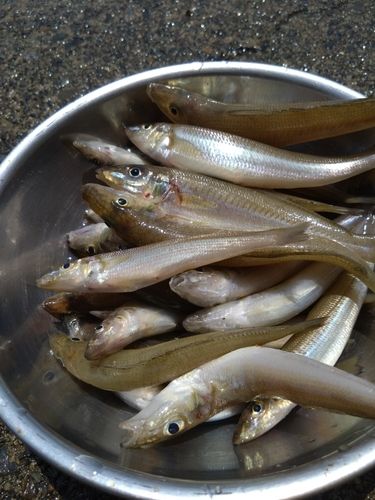 キスの釣果