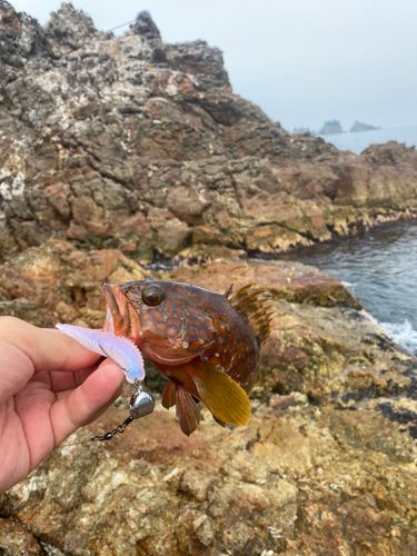 アコウの釣果
