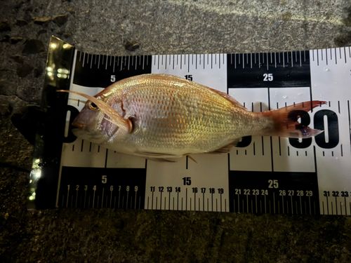 マダイの釣果