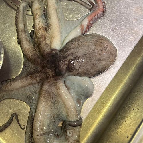 タコの釣果