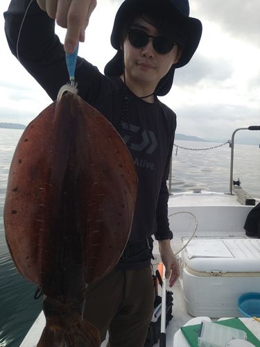 アオリイカの釣果
