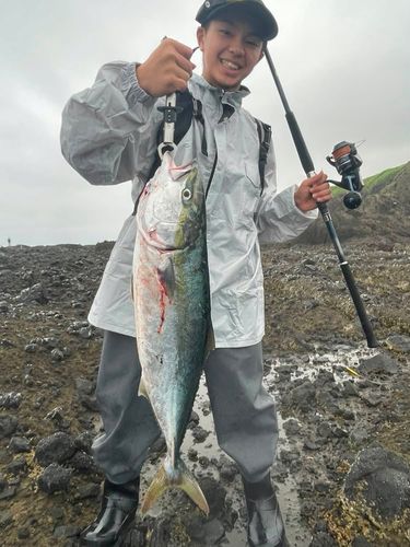 ブリの釣果