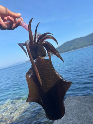 アオリイカの釣果
