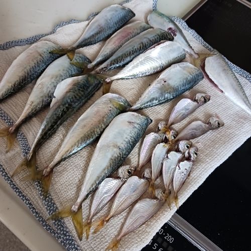 サバの釣果