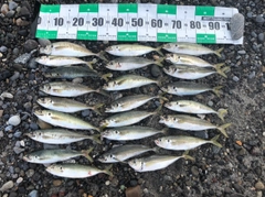 アジの釣果