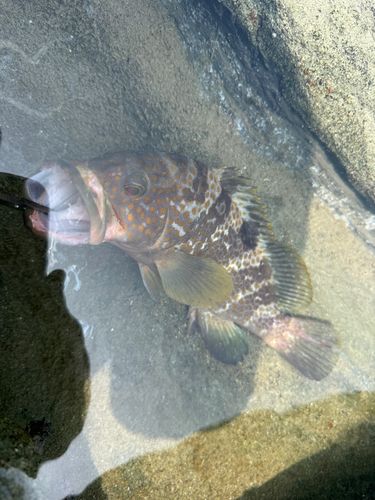 キジハタの釣果
