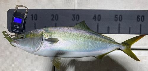ガンドの釣果