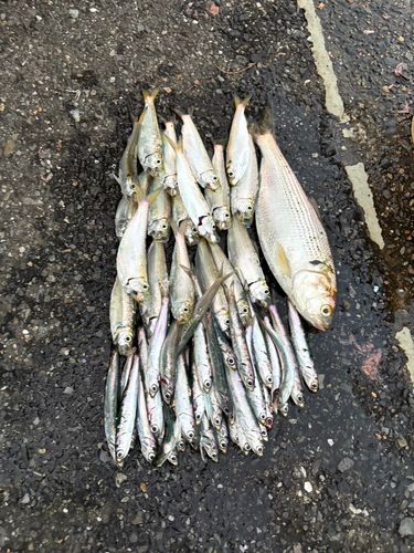 コノシロの釣果