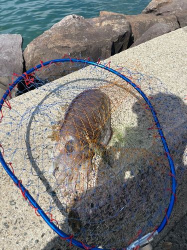 モンゴウイカの釣果