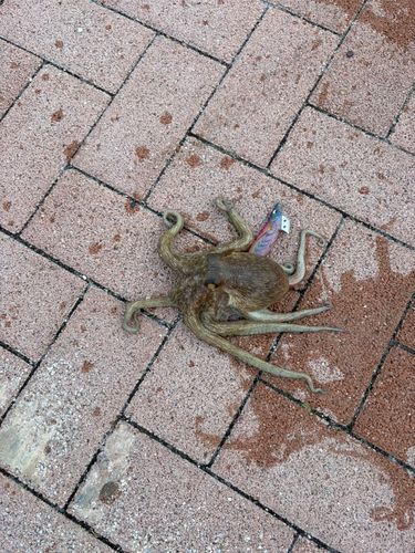 マダコの釣果