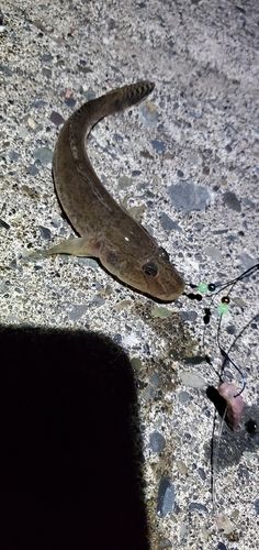 ハゼの釣果