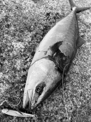 フクラギの釣果