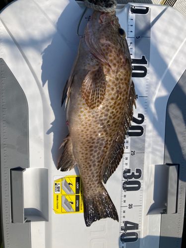 オオモンハタの釣果