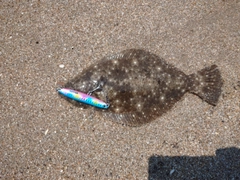 ソゲの釣果