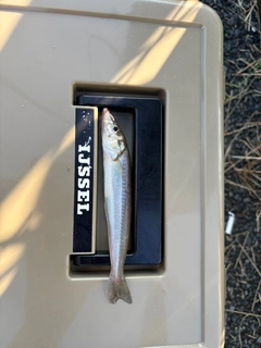 キスの釣果
