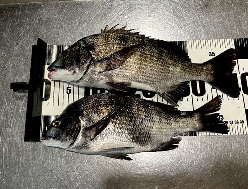 チヌの釣果