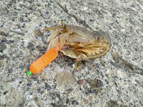 シャコの釣果