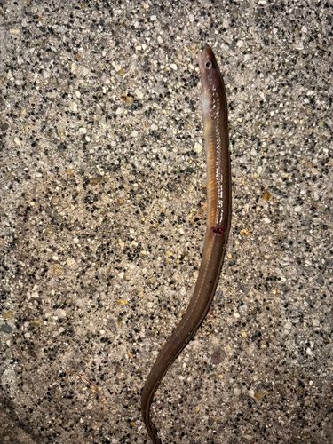 アナゴの釣果