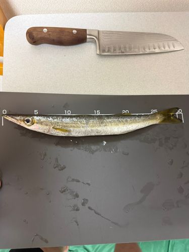 ヤマトカマスの釣果