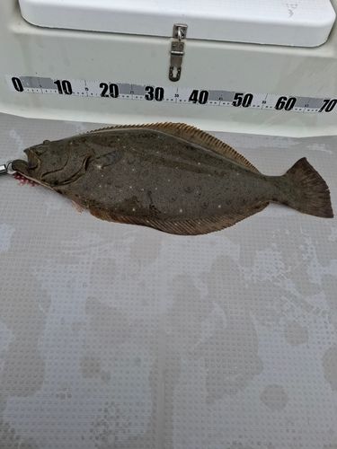 ヒラメの釣果