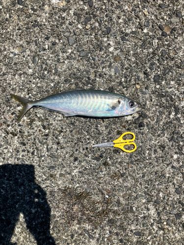 アオアジの釣果