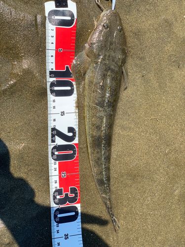 マゴチの釣果