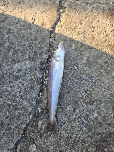 キスの釣果