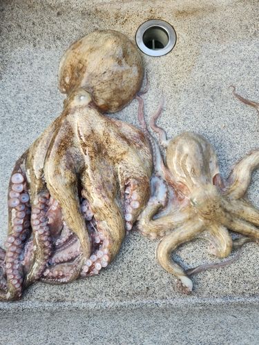 マダコの釣果