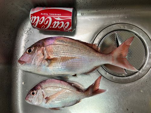 マダイの釣果