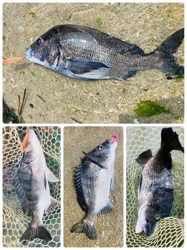 チヌの釣果