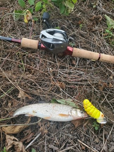 ウグイの釣果